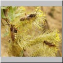 Nomada lathburiana - Wespenbiene m08.jpg